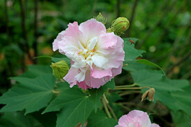 木芙蓉