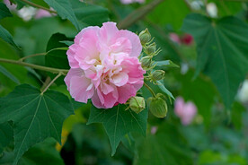 木芙蓉