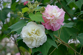 木芙蓉