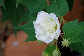 木芙蓉