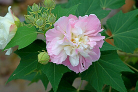 木芙蓉