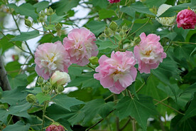 木芙蓉