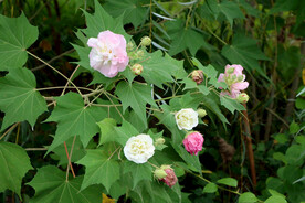 木芙蓉