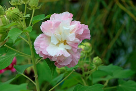 木芙蓉