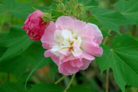 木芙蓉