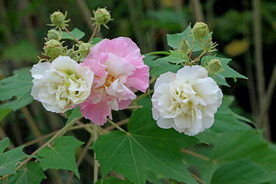 木芙蓉