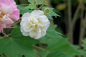 木芙蓉