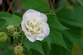 白色木芙蓉花