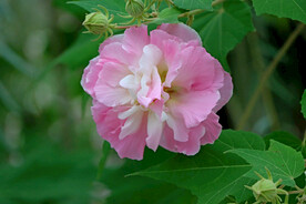 木芙蓉
