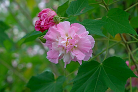 木芙蓉