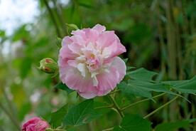 木芙蓉