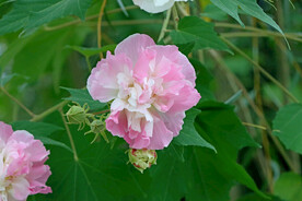 木芙蓉