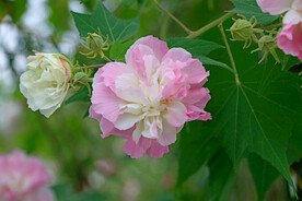 木芙蓉