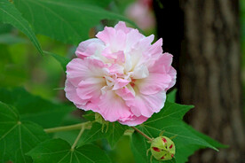 木芙蓉