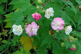 木芙蓉