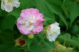 木芙蓉