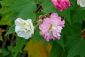 木芙蓉