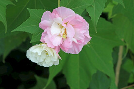 木芙蓉