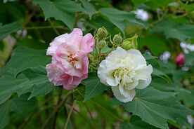 木芙蓉