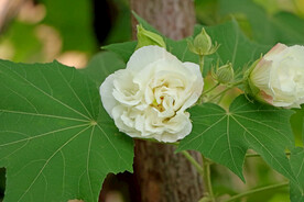 白色木芙蓉花