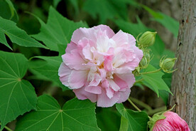 粉色木芙蓉花