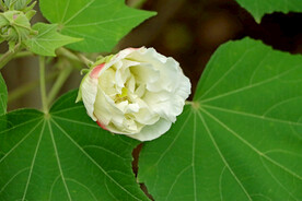 白色木芙蓉花