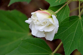 白色木芙蓉花