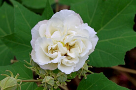 白色木芙蓉花