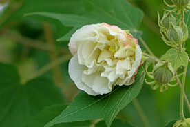 白色木芙蓉花
