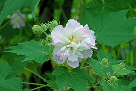 白色木芙蓉花
