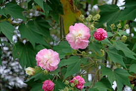 粉色木芙蓉花
