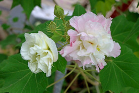 粉色木芙蓉花