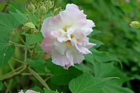 粉色木芙蓉花