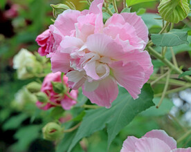 粉色木芙蓉花