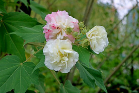 木芙蓉花