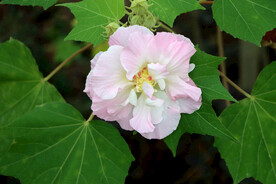 粉色木芙蓉花