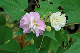粉色木芙蓉花