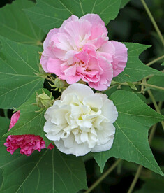 粉色木芙蓉花