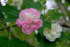 粉色木芙蓉花