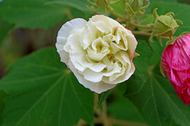 白色木芙蓉花