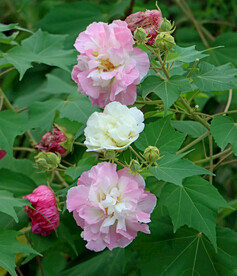 粉色木芙蓉花