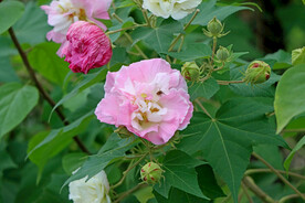 粉色木芙蓉花