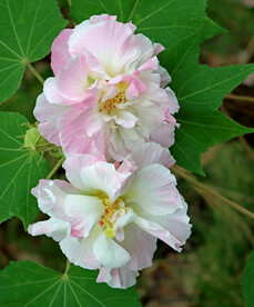粉色木芙蓉花