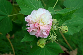 粉色木芙蓉花