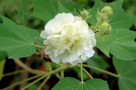 白色木芙蓉花