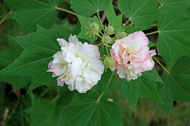 白色木芙蓉花