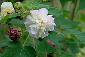 粉色木芙蓉花
