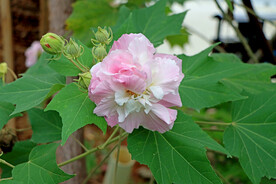 粉色木芙蓉花