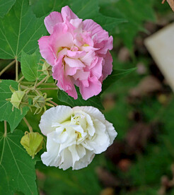 粉色木芙蓉花