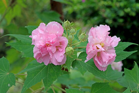 粉色木芙蓉花